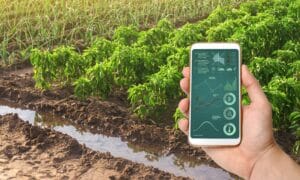 Un smartphone avec des infographies sur fond de plantations de poivrons et d'oignons de poireaux