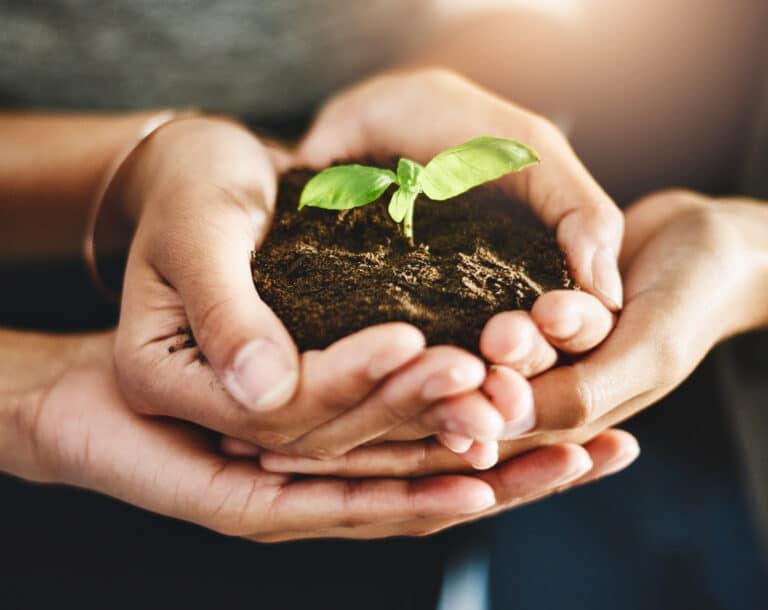 deux mains tenant un bout de terre et une plante